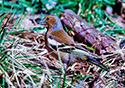 Fringilla coelebs ombriosa